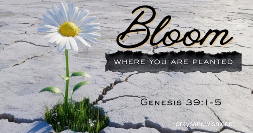 How to Bloom Where You Are Planted Through God’s Word